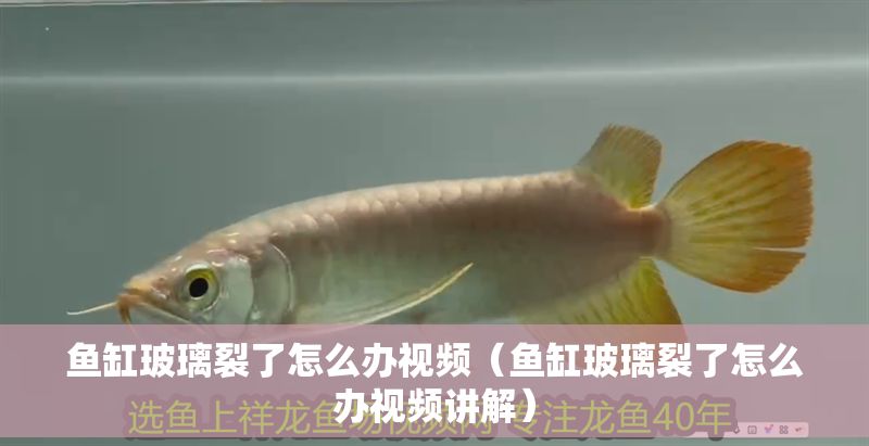 魚缸玻璃裂了怎么辦視頻（魚缸玻璃裂了怎么辦視頻講解）