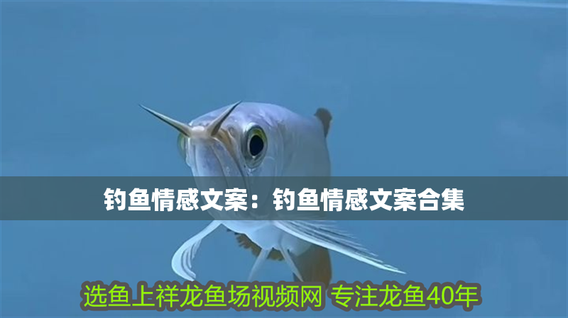 釣魚情感文案：釣魚情感文案合集