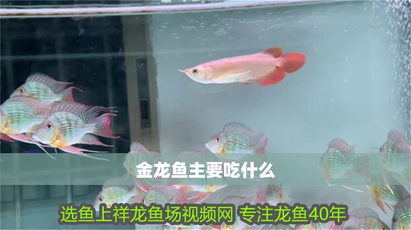 金龍魚主要吃什么