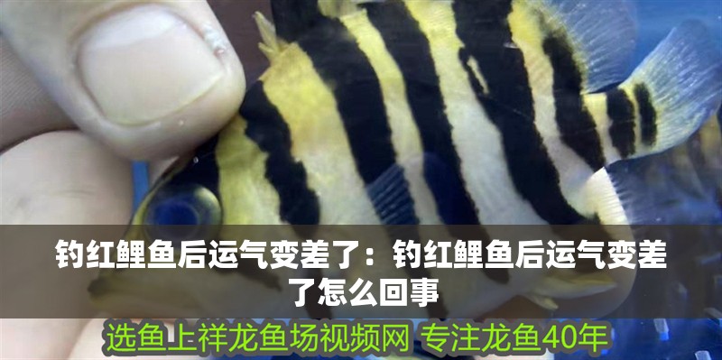 釣紅鯉魚后運氣變差了：釣紅鯉魚后運氣變差了怎么回事