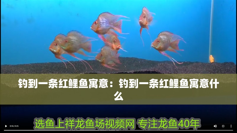 釣到一條紅鯉魚寓意：釣到一條紅鯉魚寓意什么