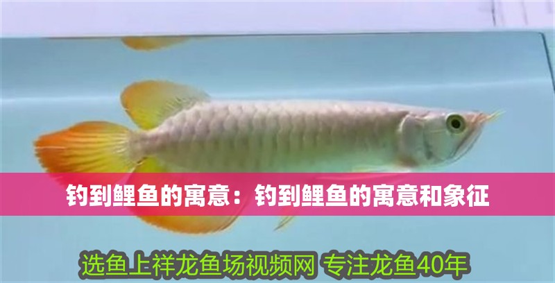 釣到鯉魚的寓意：釣到鯉魚的寓意和象征