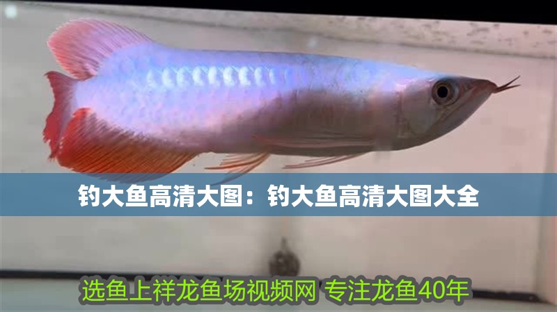 釣大魚高清大圖：釣大魚高清大圖大全