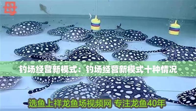 釣場經營新模式:釣場經營新模式十種情況 龍魚百科 第2張 釣場經營新模式:釣場經營新模式十種情況 釣場經營新模式:釣場經營新模式十種情況 龍魚百科 第2張