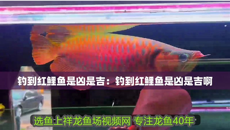 釣到紅鯉魚是兇是吉：釣到紅鯉魚是兇是吉啊