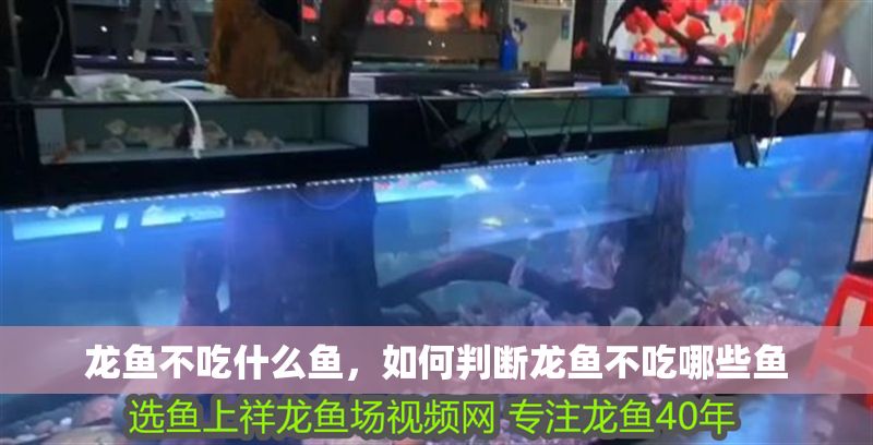 龍魚不吃什么魚，如何判斷龍魚不吃哪些魚 龍魚不吃什么魚，如何判斷龍魚不吃哪些魚 龍魚百科 第2張
