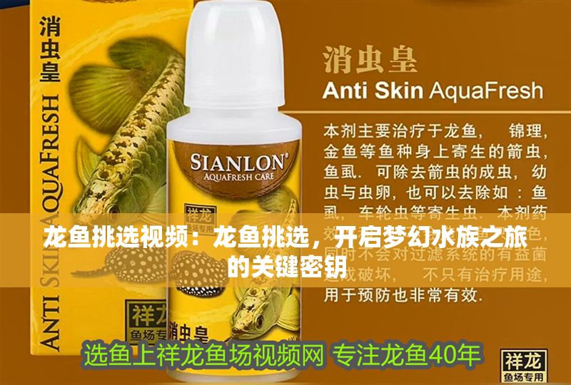 龍魚挑選視頻：龍魚挑選，開啟夢幻水族之旅的關(guān)鍵密鑰