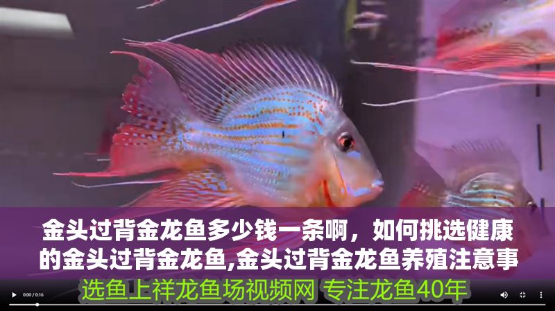 金頭過背金龍魚多少錢一條啊，如何挑選健康的金頭過背金龍魚,金頭過背金龍魚養(yǎng)殖注意事項(xiàng) 金頭過背金龍魚多少錢一條啊，如何挑選健康的金頭過背金龍魚,金頭過背金龍魚養(yǎng)殖注意事項(xiàng) 龍魚百科 第2張
