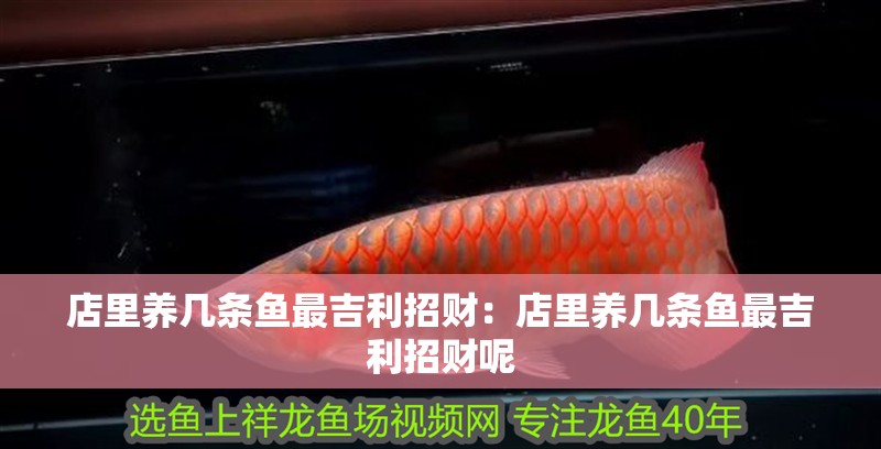 店里養(yǎng)幾條魚最吉利招財：店里養(yǎng)幾條魚最吉利招財呢