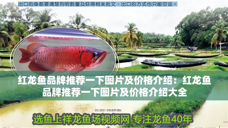 紅龍魚品牌推薦一下圖片及價格介紹：紅龍魚品牌推薦一下圖片及價格介紹大全