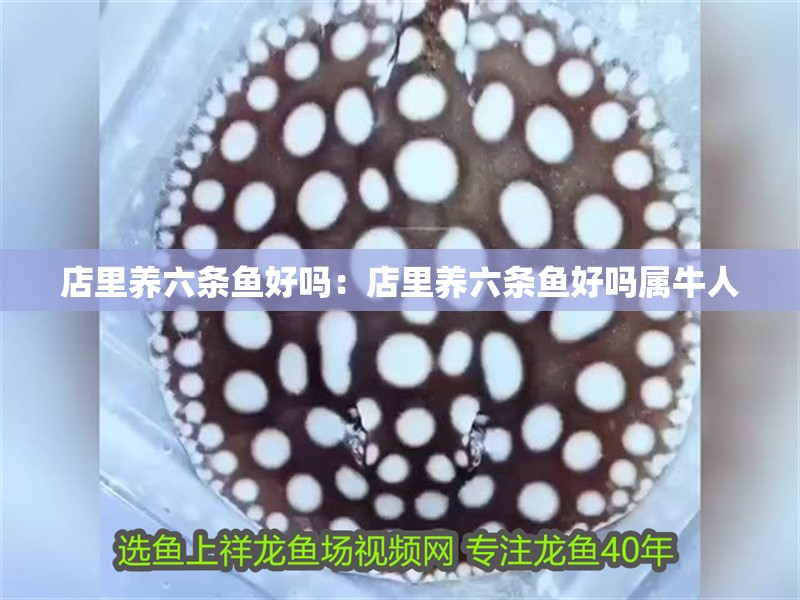 店里養(yǎng)六條魚好嗎：店里養(yǎng)六條魚好嗎屬牛人