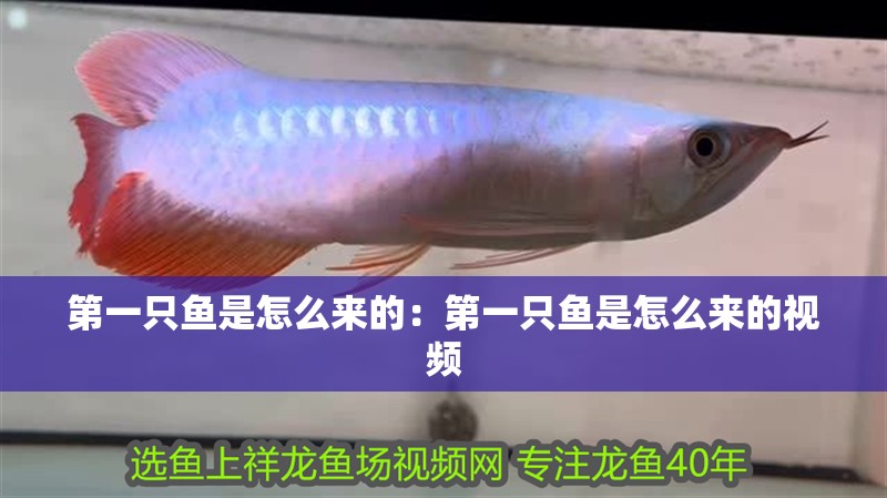 第一只魚是怎么來的:第一只魚是怎么來的視頻 龍魚百科 第1張 第一只魚是怎么來的:第一只魚是怎么來的視頻 第一只魚是怎么來的:第一只魚是怎么來的視頻 龍魚百科 第1張