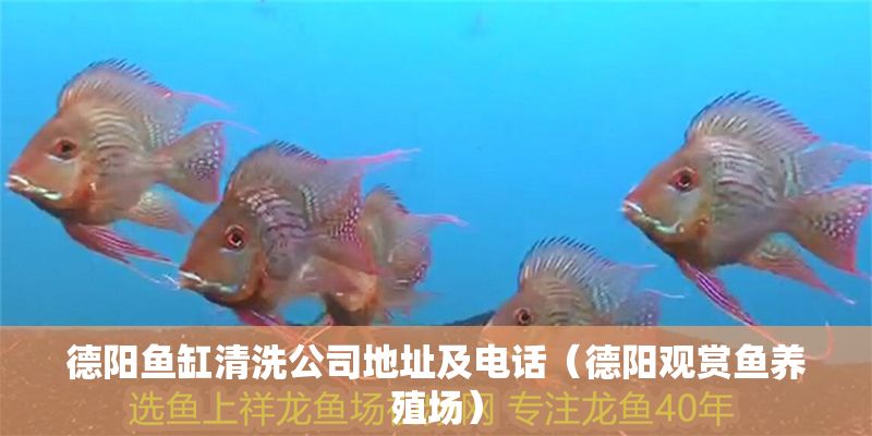 德陽魚缸清洗公司地址及電話（德陽觀賞魚養殖場）