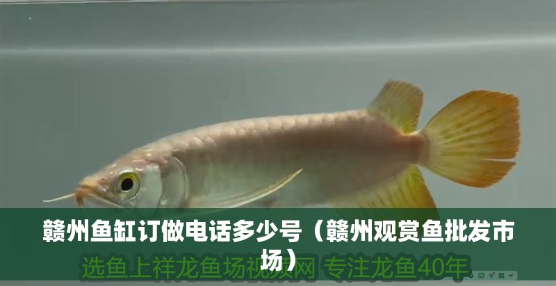 贛州魚缸訂做電話多少號（贛州觀賞魚批發市場）