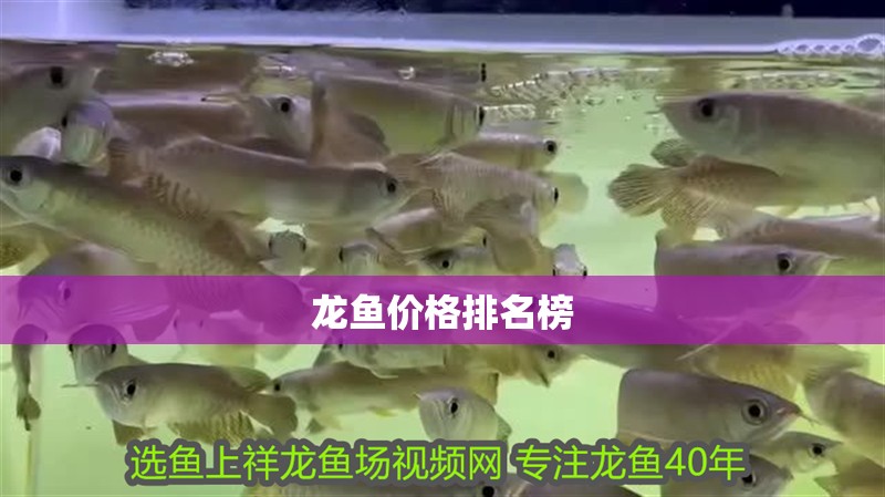 龍魚價格排名榜