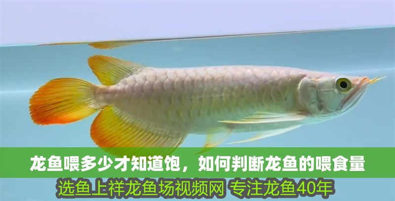 龍魚喂多少才知道飽，如何判斷龍魚的喂食量