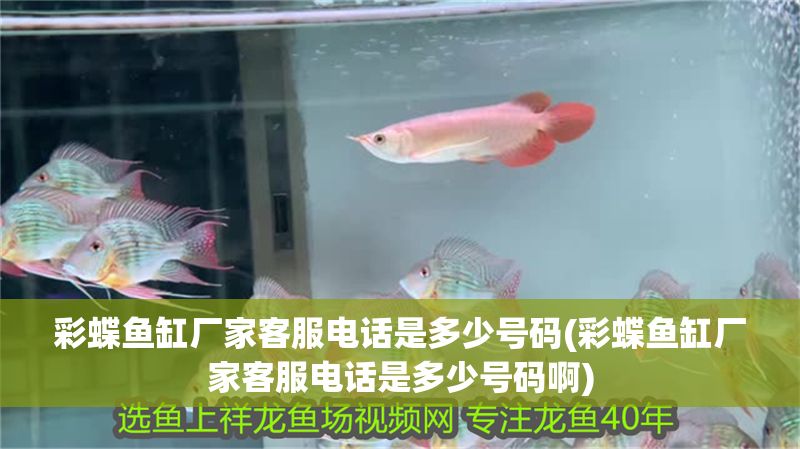 彩蝶魚缸廠家客服電話是多少號碼(彩蝶魚缸廠家客服電話是多少號碼啊) 彩蝶魚缸廠家客服電話是多少號碼(彩蝶魚缸廠家客服電話是多少號碼啊) 龍魚百科 第1張