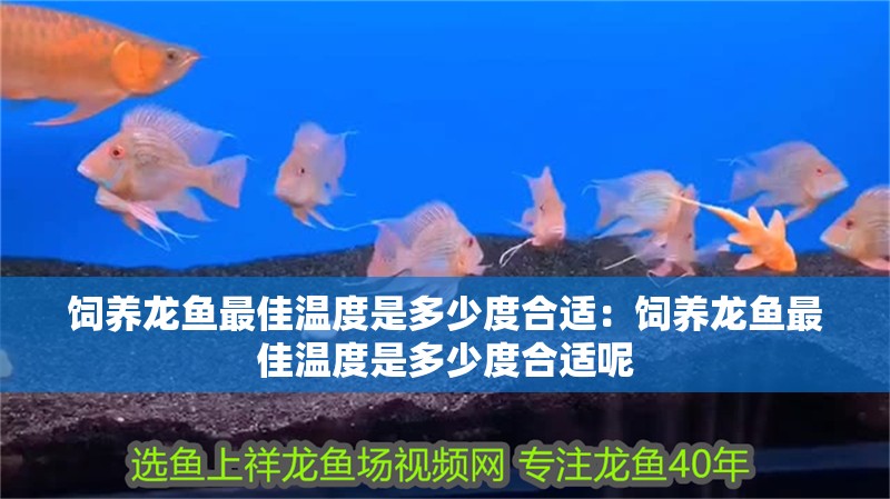 飼養(yǎng)龍魚最佳溫度是多少度合適：飼養(yǎng)龍魚最佳溫度是多少度合適呢 飼養(yǎng)龍魚最佳溫度是多少度合適：飼養(yǎng)龍魚最佳溫度是多少度合適呢 水族問答