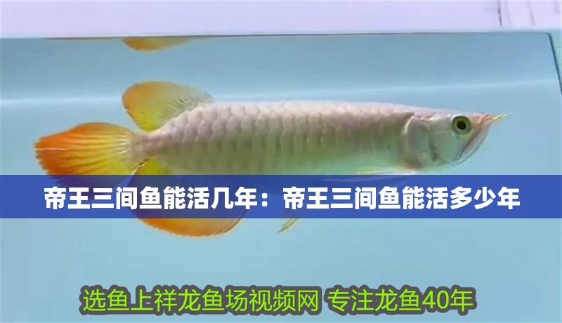 帝王三間魚能活幾年：帝王三間魚能活多少年