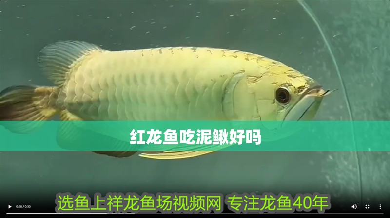 紅龍魚吃泥鰍好嗎 紅龍魚吃泥鰍好嗎 龍魚百科 第1張
