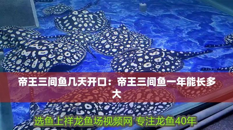 帝王三間魚幾天開口：帝王三間魚一年能長多大 帝王三間魚幾天開口：帝王三間魚一年能長多大 龍魚百科 第1張