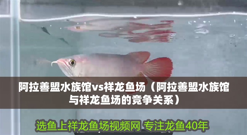 <strong><mark>阿拉善</mark></strong>盟水族館vs祥龍魚場（<strong><mark>阿拉善</mark></strong>盟水族館與祥龍魚場的競爭關系）