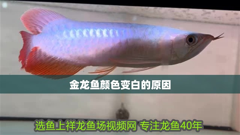 金龍魚顏色變白的原因 龍魚百科 第1張 金龍魚顏色變白的原因 金龍魚顏色變白的原因 龍魚百科 第1張