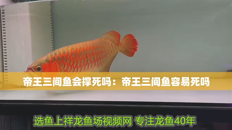 帝王三間魚會撐死嗎：帝王三間魚容易死嗎