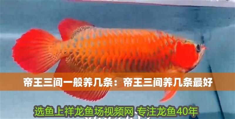 帝王三間一般養(yǎng)幾條：帝王三間養(yǎng)幾條最好