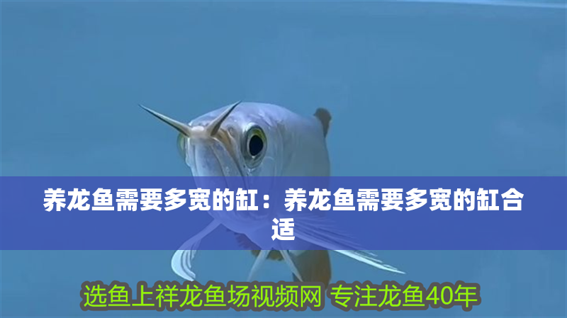 養龍魚需要多寬的缸：養龍魚需要多寬的缸合適