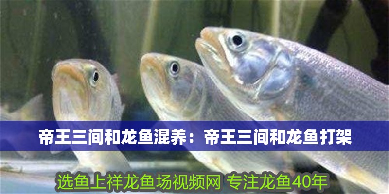 帝王三間和龍魚混養(yǎng)：帝王三間和龍魚打架