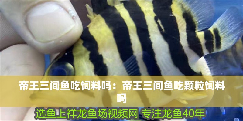 帝王三間魚吃飼料嗎：帝王三間魚吃顆粒飼料嗎