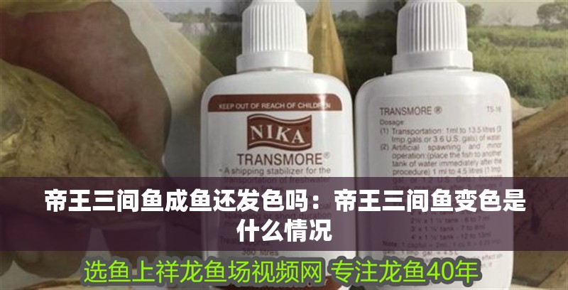 帝王三間魚(yú)成魚(yú)還發(fā)色嗎:帝王三間魚(yú)變色是什么情況 龍魚(yú)百科 第2張 帝王三間魚(yú)成魚(yú)還發(fā)色嗎:帝王三間魚(yú)變色是什么情況 帝王三間魚(yú)成魚(yú)還發(fā)色嗎:帝王三間魚(yú)變色是什么情況 龍魚(yú)百科 第2張