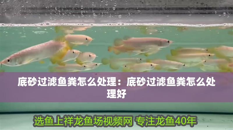 底砂過(guò)濾魚(yú)糞怎么處理：底砂過(guò)濾魚(yú)糞怎么處理好