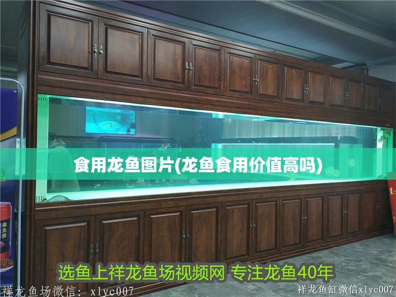 食用龍魚圖片(龍魚食用價值高嗎)