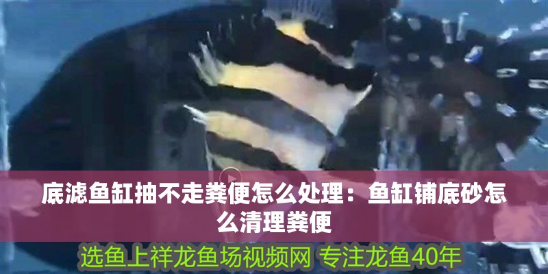 底濾魚缸抽不走糞便怎么處理：魚缸鋪底砂怎么清理糞便