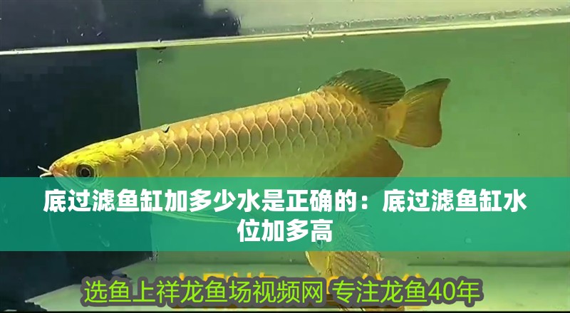 底過濾魚缸加多少水是正確的：底過濾魚缸水位加多高