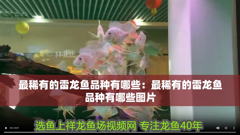 最稀有的雷龍魚(yú)品種有哪些：最稀有的雷龍魚(yú)品種有哪些圖片