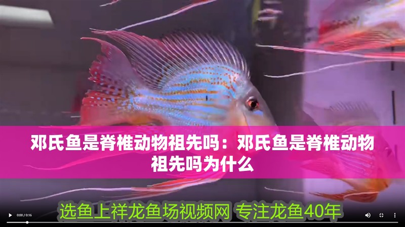 鄧氏魚是脊椎動物祖先嗎：鄧氏魚是脊椎動物祖先嗎為什么