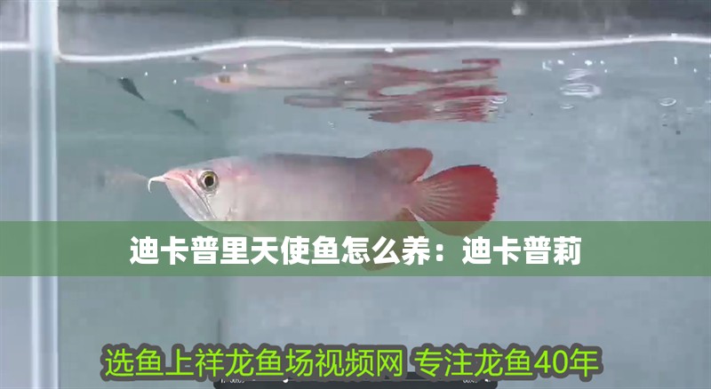 迪卡普里天使魚怎么養：迪卡普莉 迪卡普里天使魚怎么養：迪卡普莉 龍魚百科 第2張