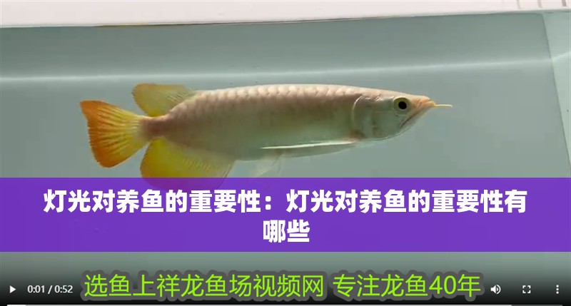 燈光對養魚的重要性：燈光對養魚的重要性有哪些