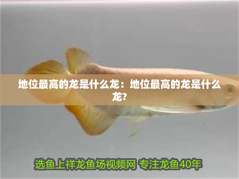 地位最高的龍是什么龍：地位最高的龍是什么龍? 地位最高的龍是什么龍：地位最高的龍是什么龍? 龍魚百科 第2張
