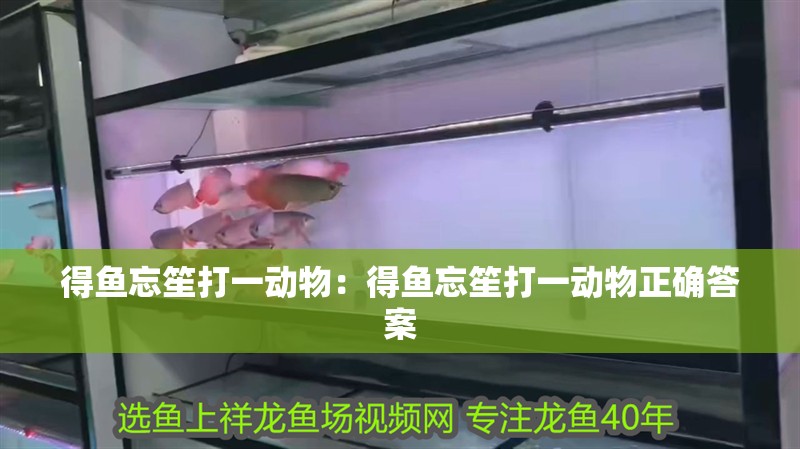 得魚忘笙打一動物:得魚忘笙打一動物正確答案 龍魚百科 第2張 得魚忘笙打一動物:得魚忘笙打一動物正確答案 得魚忘笙打一動物:得魚忘笙打一動物正確答案 龍魚百科 第2張