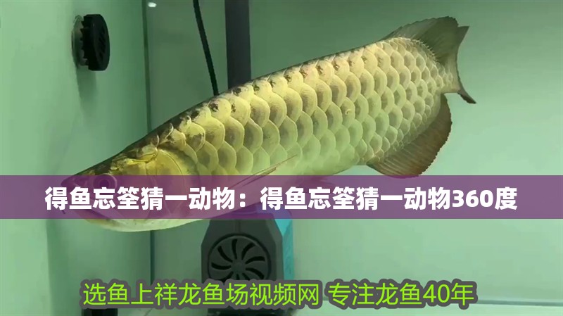得魚忘筌猜一動物：得魚忘筌猜一動物360度