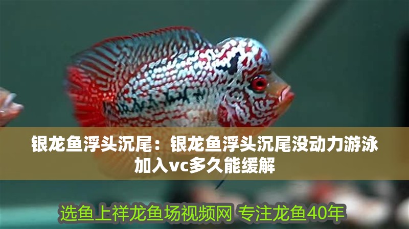 銀龍魚浮頭沉尾：銀龍魚浮頭沉尾沒動力游泳加入vc多久能緩解