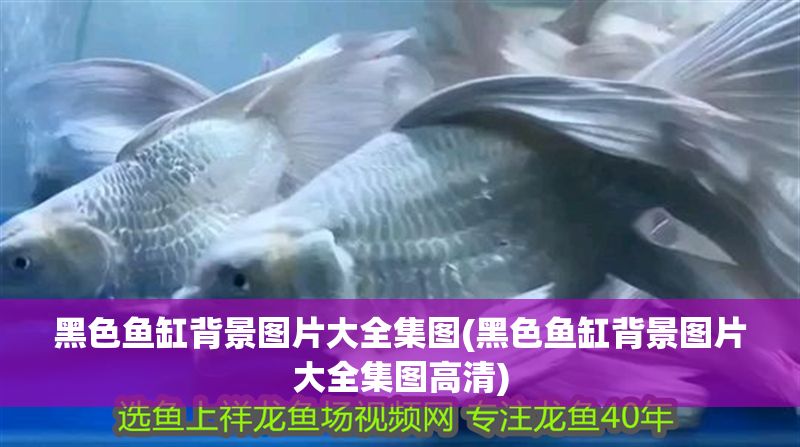 黑色魚缸背景圖片大全集圖(黑色魚缸背景圖片大全集圖高清)