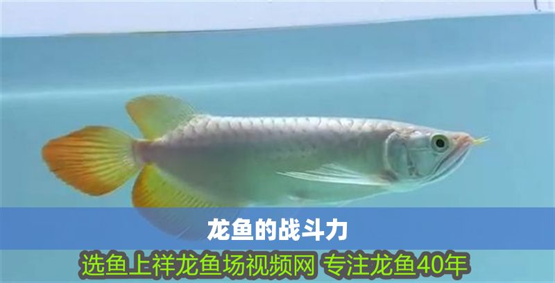 龍魚的戰(zhàn)斗力 龍魚的戰(zhàn)斗力 龍魚百科 第2張