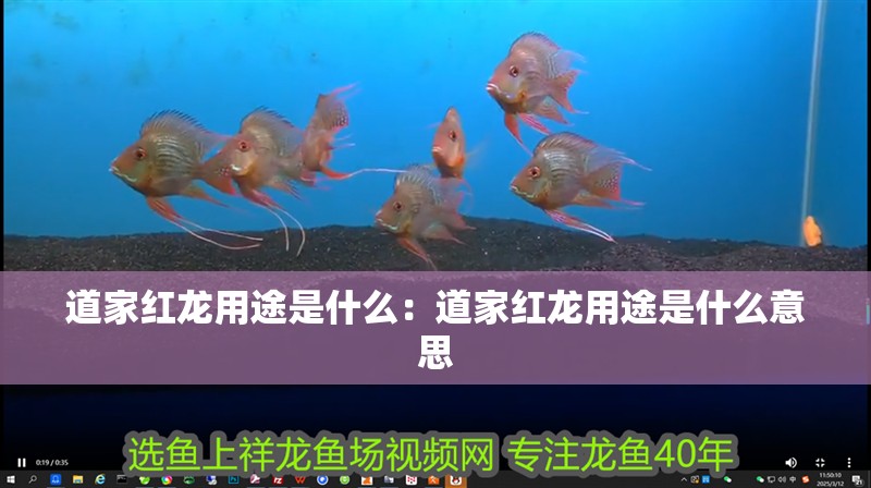 道家紅龍用途是什么：道家紅龍用途是什么意思