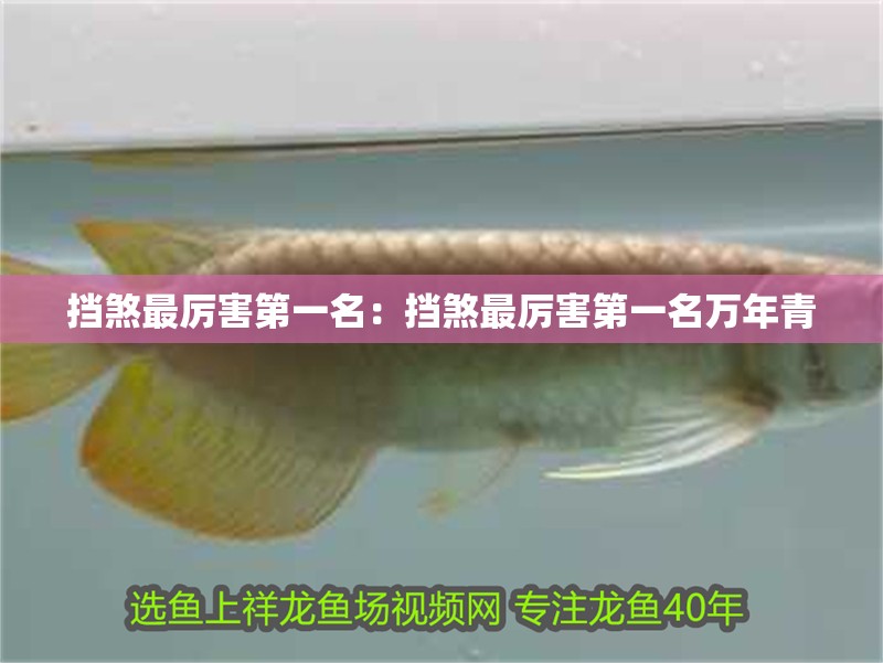 擋煞最厲害第一名：擋煞最厲害第一名萬年青