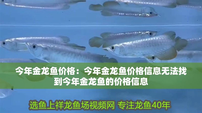 今年金龍魚價格：今年金龍魚價格信息無法找到今年金龍魚的價格信息